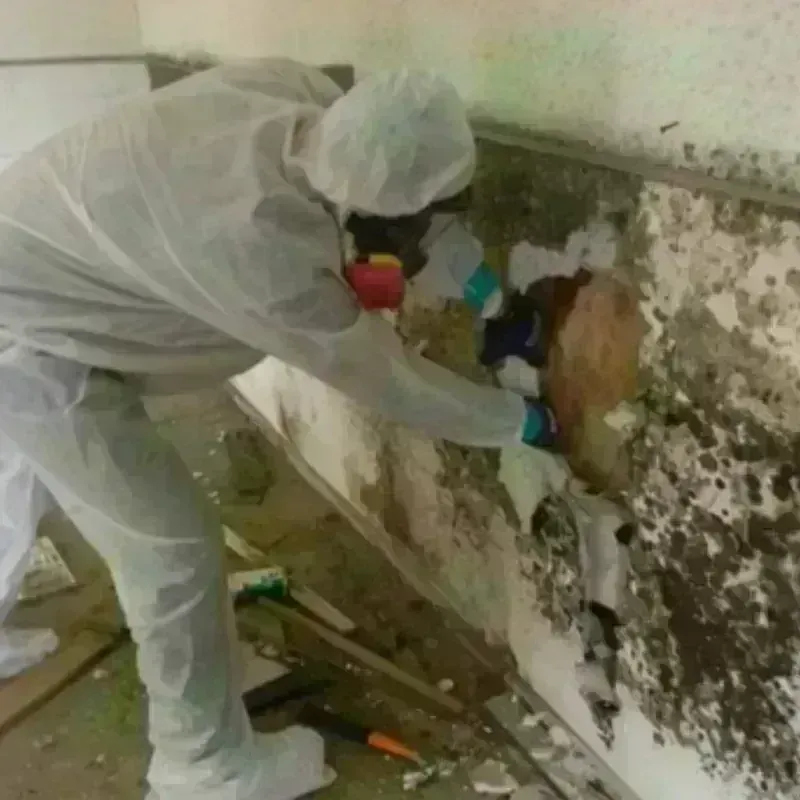 Mold Remediation and Removal in Edgefield County, SC